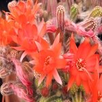 Chamaecereus Silvestrii