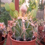 FirTreeCottage_CactusInBud 008