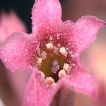 TinyFlowerCloseUp